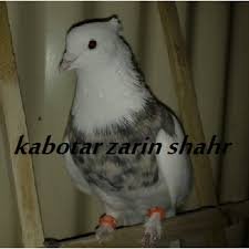  عکس پروفایل کفتر طوقی