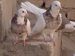  عکس پروفایل کفتر طوقی