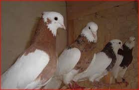  عکس پروفایل کفتر طوقی