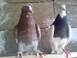  عکس پروفایل کفتر طوقی