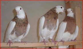  عکس پروفایل کفتر طوقی