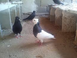  عکس پروفایل کفتر طوقی