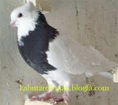  عکس پروفایل کفتر طوقی