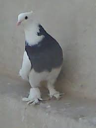  عکس پروفایل کفتر طوقی