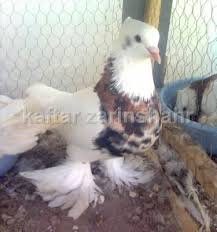  عکس پروفایل کفتر طوقی