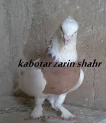  عکس پروفایل کفتر طوقی