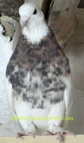  عکس پروفایل کفتر طوقی