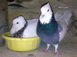  عکس پروفایل کفتر طوقی