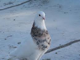  عکس پروفایل کفتر طوقی