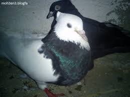  عکس پروفایل کفتر طوقی