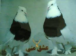  عکس پروفایل کفتر طوقی