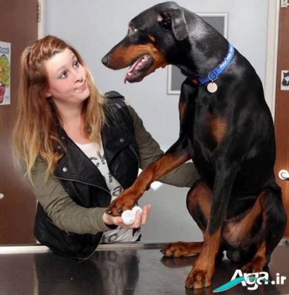  عکس های سگ دوبر من