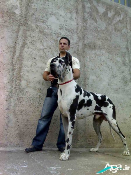  عکس های سگ دوبر من