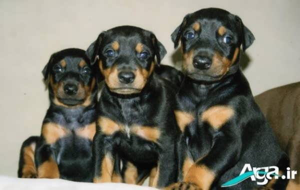  عکس های سگ دوبر من