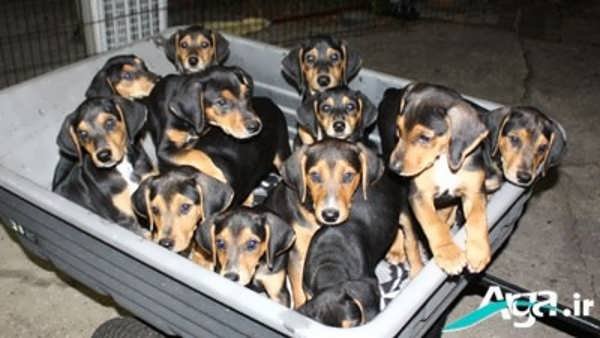  عکس های سگ دوبر من