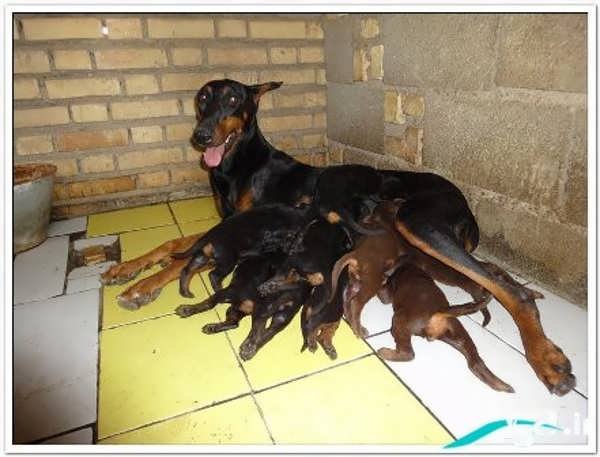  عکس های سگ دوبر من