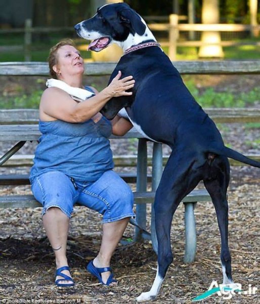  عکس های سگ دوبر من