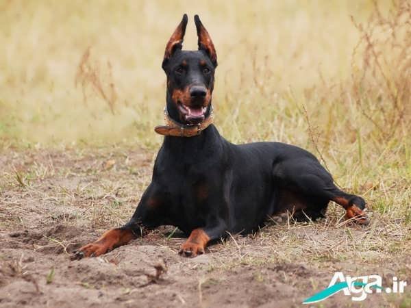  عکس های سگ دوبر من