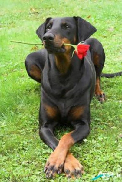  عکس های سگ دوبر من