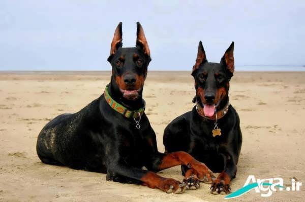  عکس های سگ دوبر من