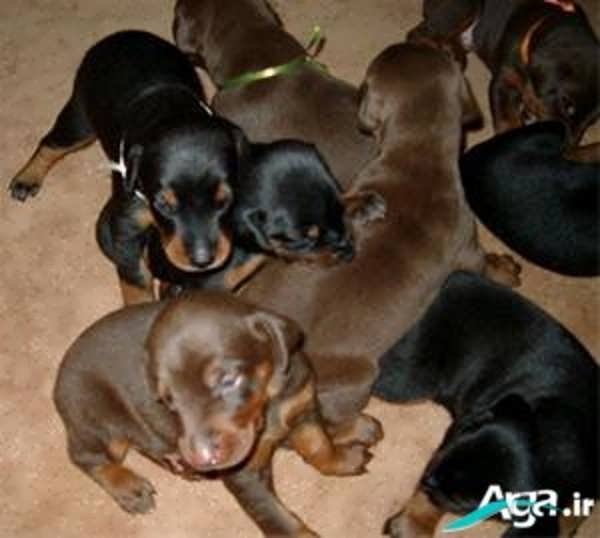  عکس های سگ دوبر من