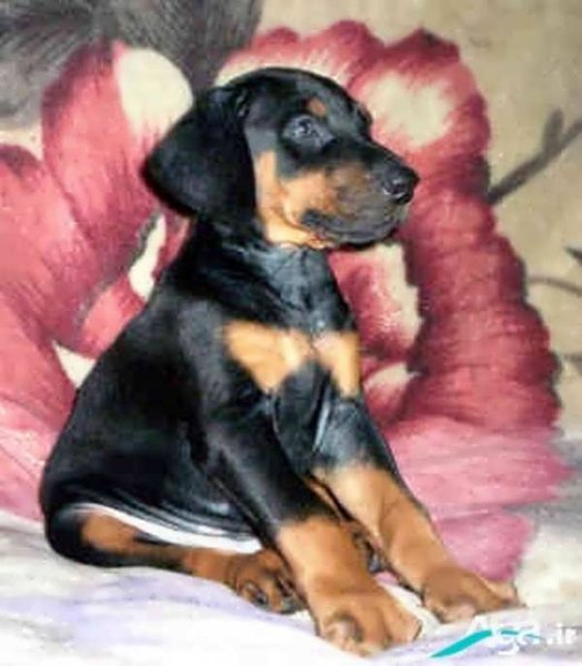  عکس های سگ دوبر من