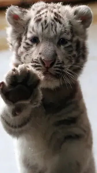  عکس ببر وحشی و ترسناک