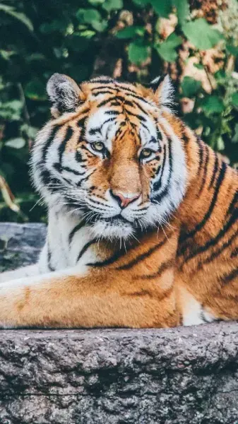  عکس ببر وحشی و ترسناک