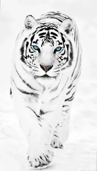  عکس ببر وحشی و ترسناک