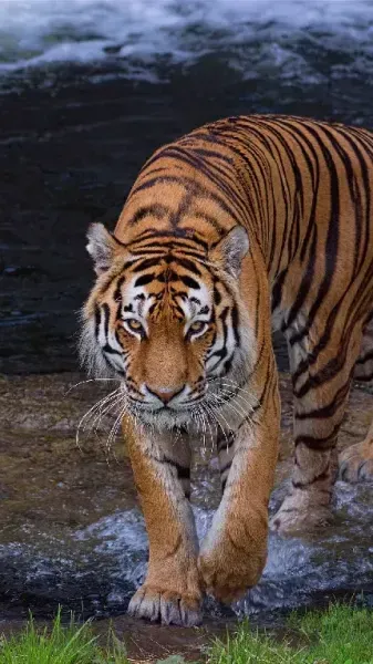  عکس ببر وحشی و ترسناک