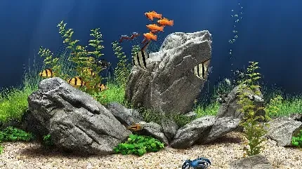  تصویر زمینه متحرک آکواریوم برای کامپیوتر