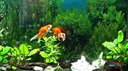  تصویر زمینه متحرک آکواریوم برای کامپیوتر