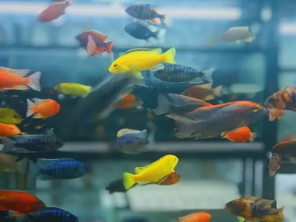 والپیپر آکواریوم برای کامپیوتر