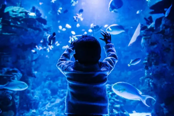  والپیپر آکواریوم برای کامپیوتر