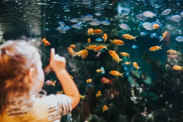  والپیپر آکواریوم برای کامپیوتر