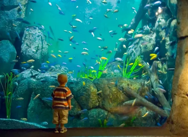  والپیپر آکواریوم برای کامپیوتر