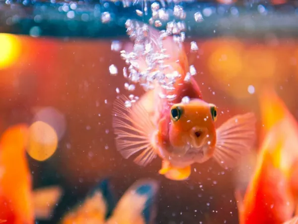  والپیپر آکواریوم برای کامپیوتر