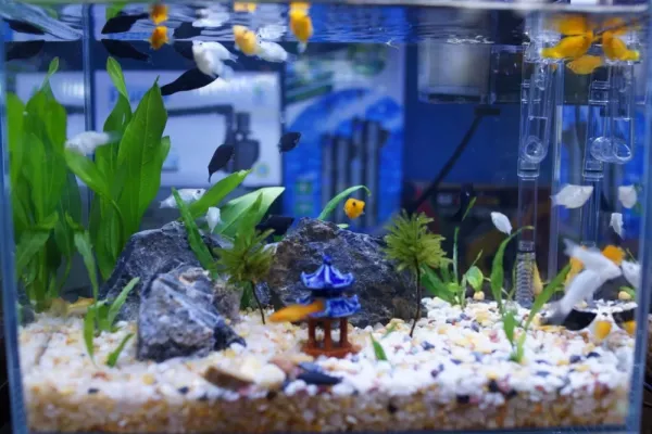  والپیپر آکواریوم برای کامپیوتر