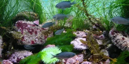  تصویر زمینه آکواریوم متحرک