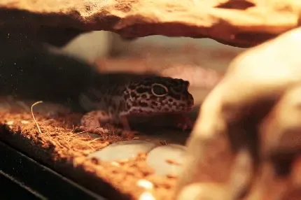  تصویر زمینه آکواریوم متحرک