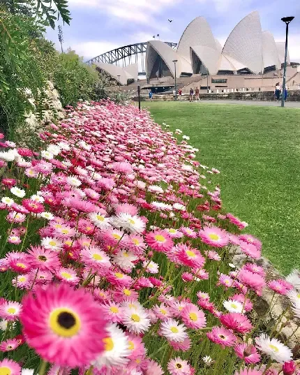  عکس شهر سیدنی برای پروفایل