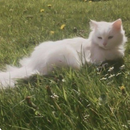  عکس رنگ پاستیلی سبز