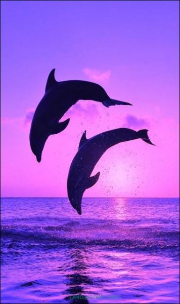  عکس رنگ بنفش پاستیلی