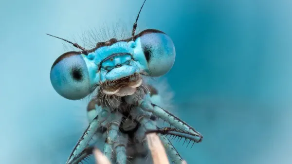  عکس سنجاقک های واقعی