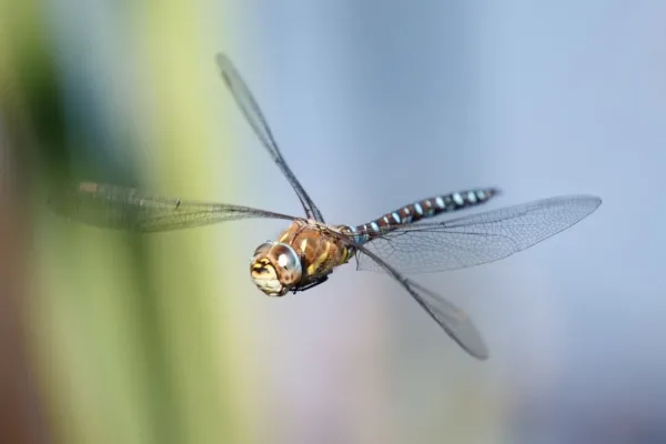  عکس سنجاقک برای پروفایل