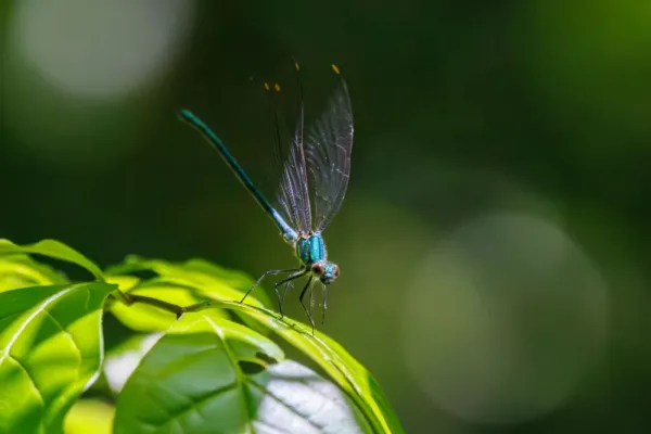  عکس سنجاقک برای پروفایل