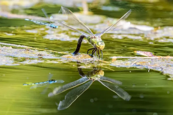  عکس سنجاقک برای پروفایل