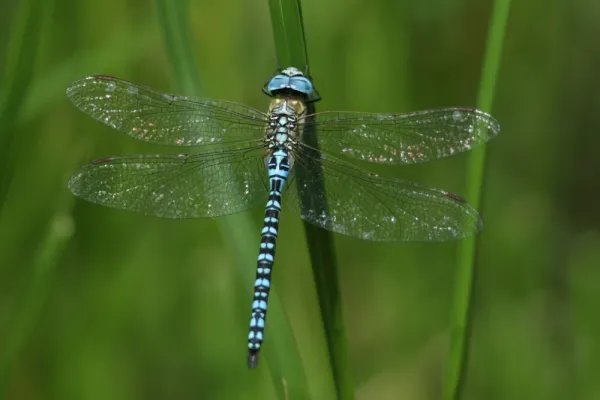  عکس سنجاقک برای پروفایل