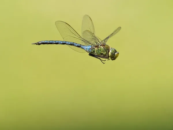  عکس سنجاقک برای پروفایل