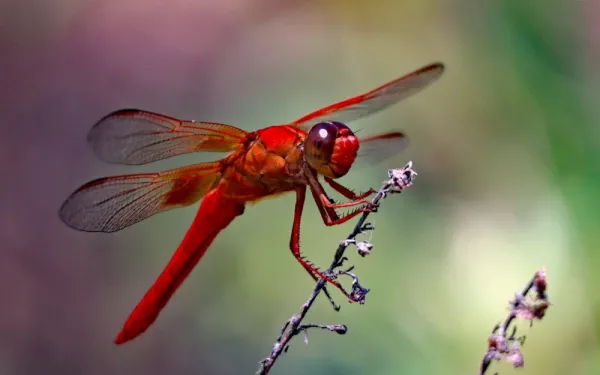  عکس سنجاقک برای پروفایل